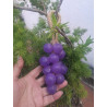 Jabon3